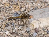 Kleiner Blaupfeil Libelle Weibchen